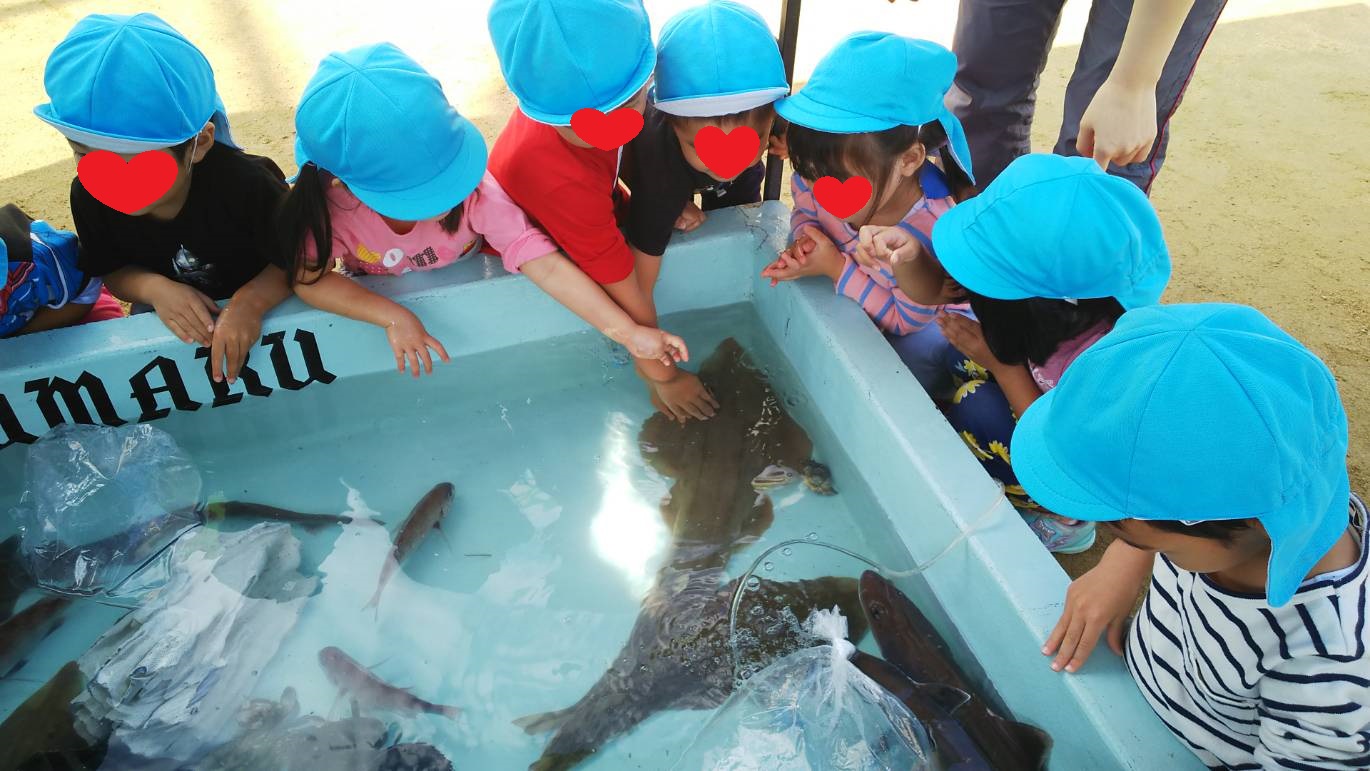 航海日誌 尼崎市いるか保育園お魚タッチプール開催 海賊船daiyumaru大雄丸 神戸須磨